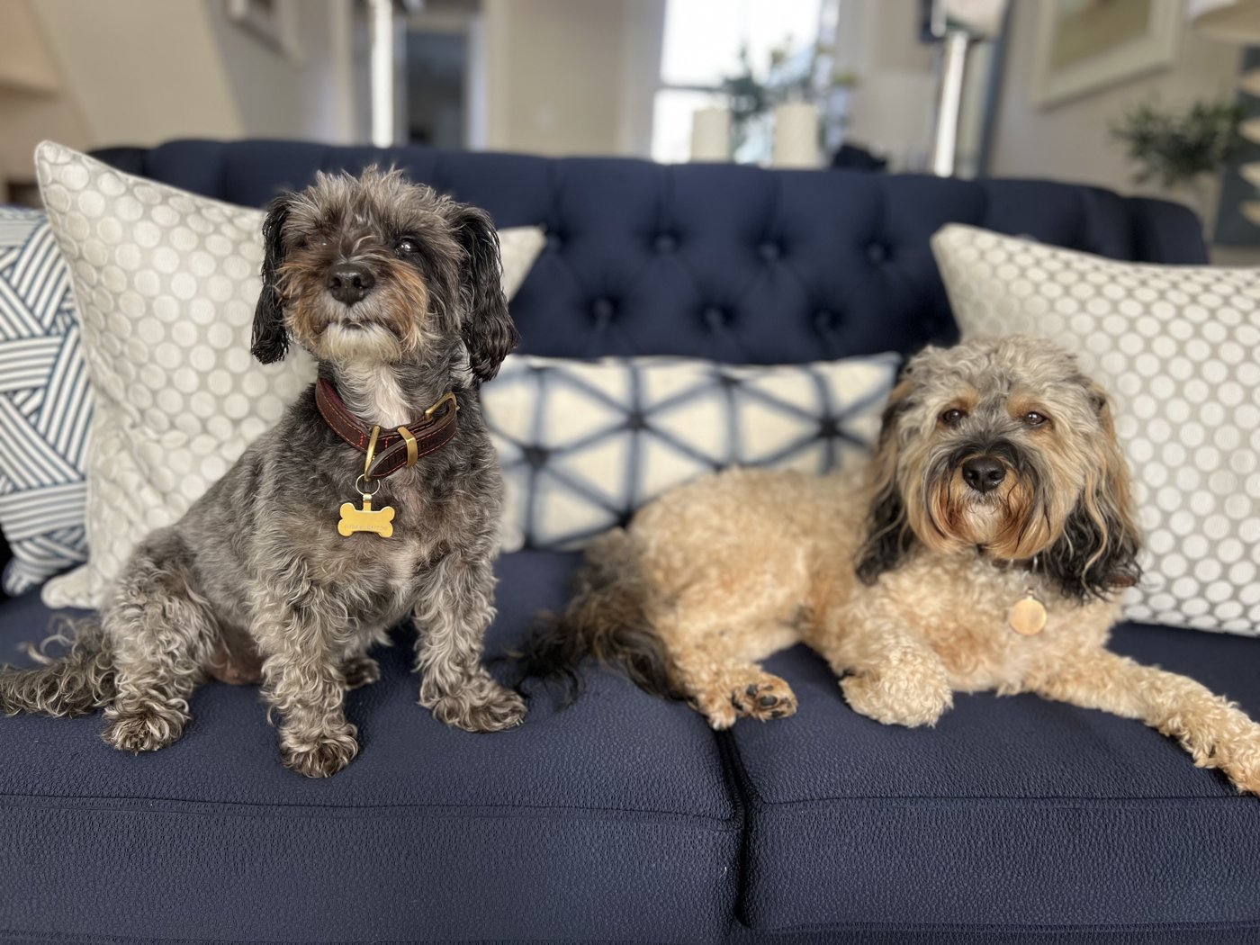 Marley and Bertie, the real dogs, sitting together on the sofa